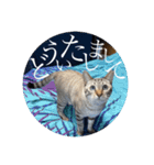 うちのねこ スタンプ2 -KAI-海（個別スタンプ：9）