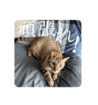 うちのねこ スタンプ2 -KAI-海（個別スタンプ：10）