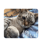 うちのねこ スタンプ2 -KAI-海（個別スタンプ：11）