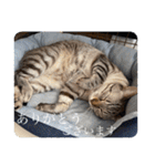 うちのねこ スタンプ2 -KAI-海（個別スタンプ：13）