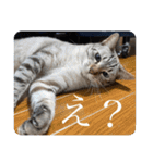 うちのねこ スタンプ2 -KAI-海（個別スタンプ：15）