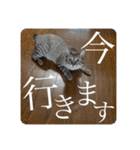 うちのねこ スタンプ2 -KAI-海（個別スタンプ：16）