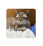 うちのねこ スタンプ2 -KAI-海（個別スタンプ：19）