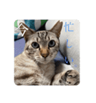 うちのねこ スタンプ2 -KAI-海（個別スタンプ：20）