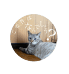 うちのねこ スタンプ2 -KAI-海（個別スタンプ：21）