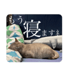 うちのねこ スタンプ2 -KAI-海（個別スタンプ：22）