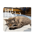 うちのねこ スタンプ2 -KAI-海（個別スタンプ：23）