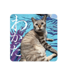 うちのねこ スタンプ2 -KAI-海（個別スタンプ：26）