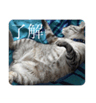 うちのねこ スタンプ2 -KAI-海（個別スタンプ：28）