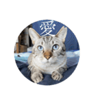 うちのねこ スタンプ2 -KAI-海（個別スタンプ：33）