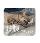 うちのねこ スタンプ2 -KAI-海（個別スタンプ：35）