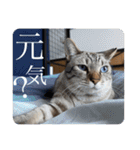 うちのねこ スタンプ2 -KAI-海（個別スタンプ：36）