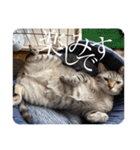 うちのねこ スタンプ2 -KAI-海（個別スタンプ：38）