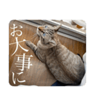 うちのねこ スタンプ2 -KAI-海（個別スタンプ：39）