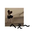 むぎちゃんメインスタンプ（個別スタンプ：8）