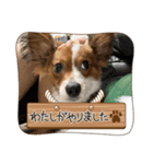 むぎちゃんメインスタンプ（個別スタンプ：13）