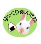 【うさぎ Ⅱ】動く！ペットたち（個別スタンプ：11）