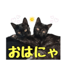 黒猫姉妹 ほたるとこまち（個別スタンプ：1）