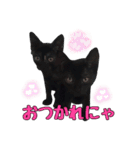 黒猫姉妹 ほたるとこまち（個別スタンプ：12）