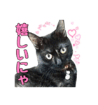 黒猫姉妹 ほたるとこまち（個別スタンプ：16）