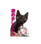 黒猫姉妹 ほたるとこまち（個別スタンプ：17）