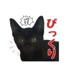 黒猫姉妹 ほたるとこまち（個別スタンプ：20）