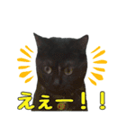 黒猫姉妹 ほたるとこまち（個別スタンプ：21）