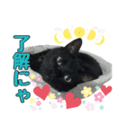 黒猫姉妹 ほたるとこまち（個別スタンプ：31）