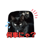 黒猫姉妹 ほたるとこまち（個別スタンプ：35）