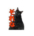 黒猫姉妹 ほたるとこまち（個別スタンプ：37）