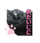 黒猫姉妹 ほたるとこまち（個別スタンプ：39）