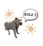 ウィードのスタンプ（個別スタンプ：1）