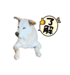 ウィードのスタンプ（個別スタンプ：5）