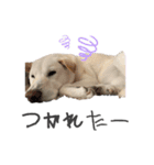 ウィードのスタンプ（個別スタンプ：10）