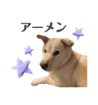 ウィードのスタンプ（個別スタンプ：16）