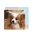 ぱぴぱぴパピヨン98（個別スタンプ：5）
