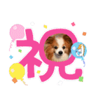 ぱぴぱぴパピヨン98（個別スタンプ：8）