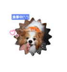 ぱぴぱぴパピヨン98（個別スタンプ：11）