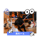 ぱぴぱぴパピヨン98（個別スタンプ：16）