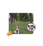 ぱぴぱぴパピヨン98（個別スタンプ：18）