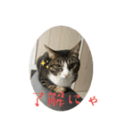 セナ＆ランガ スタンプ（個別スタンプ：1）