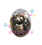 セナ＆ランガ スタンプ（個別スタンプ：4）