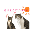 セナ＆ランガ スタンプ（個別スタンプ：8）
