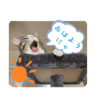 セナ＆ランガ スタンプ（個別スタンプ：9）