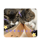 セナ＆ランガ スタンプ（個別スタンプ：13）
