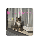 セナ＆ランガ スタンプ（個別スタンプ：23）