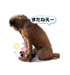 愛犬だいすき⑴（個別スタンプ：14）