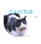 いろいろねこーずスタンプ（個別スタンプ：2）