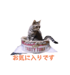 いろいろねこーずスタンプ（個別スタンプ：4）