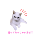 いろいろねこーずスタンプ（個別スタンプ：6）
